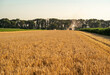© phoenix021 - Wide shot, combine working on barley field, on warm summer day