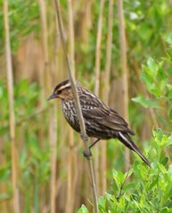 Wall Mural - red winged blackbird