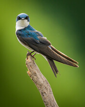 Tree Swallow On A Branch