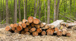 A pile of cut timber stacked up in a field in Warren County, Pennsylvania, USA on a spring day