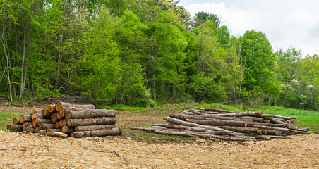 Two piles of cut timber stacked up in a field in Warren County, Pennsylvania, USA on a spring day