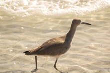 Shorebird Wading On The Beach 