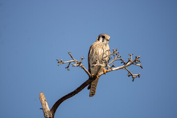 kestrel on tree