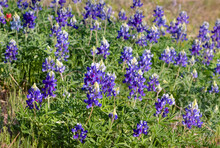 Texas Bluebonnet  (Lupinus Texensis) Meadow