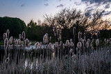 Fototapeta Na drzwi - cattails at sunset near a pond