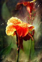 Canna Hybrid Cultivar With Orange Flowers Mottled Red In Center