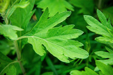 Mugwort's Fresh Leaves Grow In The Field (Artemisia Argyi)