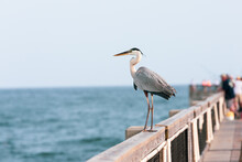 Great Blue Heron Standing On The Fishing Pier In Navarre Beach Florida