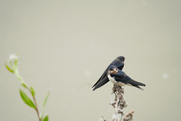 Wall Mural - Barn swallows