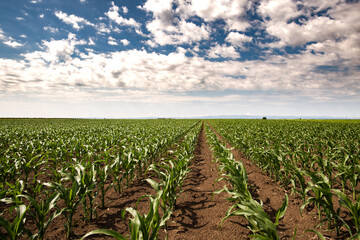 Green corn field in the sunset.