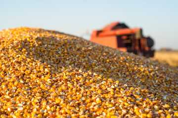 Close-up of a pile of yellow seed corn