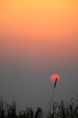 Wall Mural - Silhouette of grass in sunset