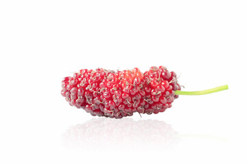 Wall Mural - mulberry in isolated with clipping path