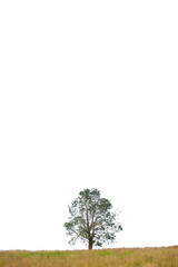Wall Mural - Tree in isolated white background with clipping path
