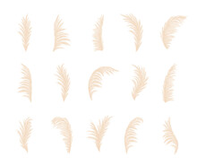 Set Of Pampas Grass. Dry Cortaderia In Beige Colors. Bohemian Dried Flowers. Vector Illustration Isolated On White Background. Trendy Element Design For Wedding Invitations, Postcards, Home Interior.