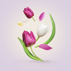 Beautiful spring tulips flying on light background