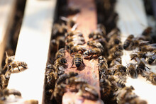 Honey Bees Enter Hive Closeup. Beekeeping For Beginners