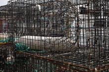 Metal Lobster Trap Cage Closeup