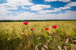 © Nikolett - Green wheat field and poppy flowers in the hungarian countryside