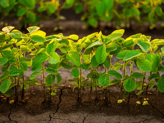 Wall Mural - Green soybean plants at agricultural farm field