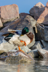 Wall Mural - Beautiful colored mallard walking on the rock