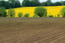 Seedlings Growing In Plowed Field With Vast Yellow Oilseed Rape Field In Background