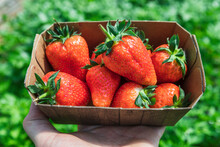 Freshly Picked Organic Strawberries In Cardboard Box At Farm