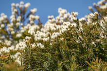 White Flowers Of Tea Tree (Melaleuca Alternifolia)