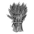 Illustration of sheaf of wheat in engraving style. Design element for emblem, sign, poster, package design. Vector illustration