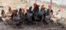 A Flock Of Hens And Roosters On A Dirty Ground