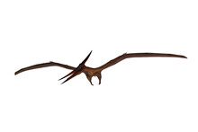 Pteranodon Dinosaur Flying And Looking Down For Prey. 3D Illustration Isolated On White With Clipping Path.