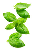 Basil Isolated. Basil Leaf Flying On White Background. Green Basil Leaves Collection Falling. Full Depth Of Field.