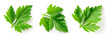 Parsley. Parsley leaves isolated. Parsley on white background. Top view.