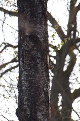 Wall Mural - tree in the forest