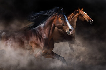 Naklejka na meble Horses free run in herd against dark background