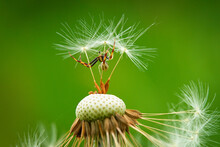 Close-up Of A Dandelion With Remnants Of Seeds And A Spider