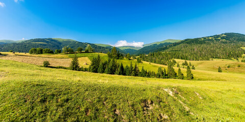 Wall Mural - rural landscape in mountains on a summer morning. wonderful nature scenery with forested rolling hil