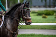 © константин константи - beautiful horse of black suit close-up on the hippodrome