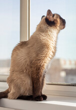 Beautiful Siamese Cat Looks Out The Window