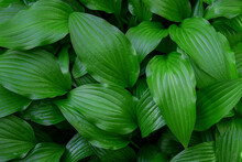 Green Leaves Of Hosta, Fresh Verdant Nature Background, Top View.