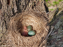 A Blackbird's Nest With Eggs And A Newly Hatched Bird In The Thickets Of Trees.