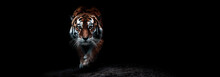 Portrait Of A Beautiful Crouching Tiger On A Black Background. Big Cat Close-up. Tiger Looking At You From The Dark, Portrait Of A Tiger. Portrait Of A Big Cat On A Black Background