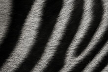Zebra Wool Animal Skin Texture. Black And White Striped Nature Background