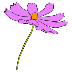 Wall Mural - Single cosmos flower vector simple illustration isolated on white background. Hand drawn colored version. Floral vector for childrens illustration, summer design, screen printing.