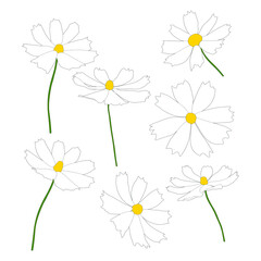 Wall Mural - Set of cosmos flower branch vector simple illustration isolated on white background. Outline hand drawn colored version. Floral vector for childrens illustration, summer design.
