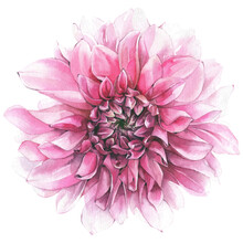 Watercolor Hand Painted Pink Dahlia Isolated On White Background. Vector Traced Floral Watercolour Illustration