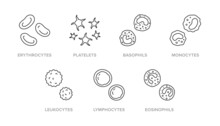 Blood Cells Doodle Illustration Including Icons - Erythrocyte, Platelet, Basophil, Monocyte, Leukocyte, Lymphocyte, Eosinophil. Thin Line Art About Hematology. Editable Stroke