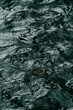 kaczki pływające w rzece
