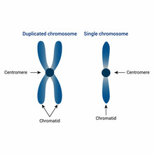 Single And Duplicated Chromosome In Biology