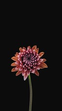 Time lapse of growing and opening orange dahlia flower isolated on black background, vertical orientation